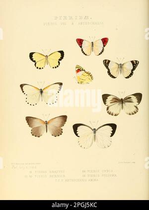 Des illustrations de nouvelles espèces de papillons exotiques Pieris VIII & Anthocharis Banque D'Images