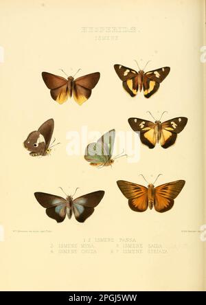 Des illustrations de nouvelles espèces de papillons exotiques Ismene JE Banque D'Images