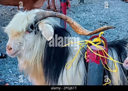 Chèvre prêt à la vente au marché des animaux du vendredi, Nizwa, Oman Banque D'Images