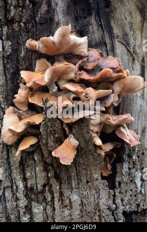 Champignons Panellus Stipticus (Oyster amer) poussant sur un arbre caduque mort à Grubbins Wood Cumbria Wildlife Trust réserve naturelle près d'Arnside. ROYAUME-UNI. Banque D'Images