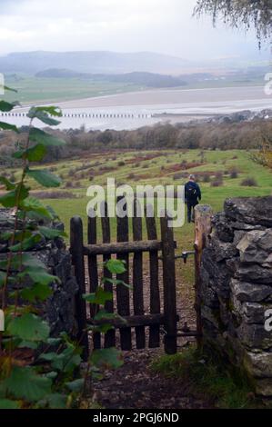 Lone Man marchant devant la porte en bois dans le mur de pierre menant à Red Hills Wood d'Arnside Knott à Arnside, Cumbria, Angleterre, Royaume-Uni. Banque D'Images