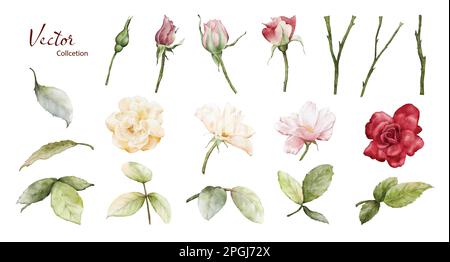 Ensemble d'illustrations roses aquarelle. Collection d'éléments de fleurs et de feuilles vertes de roses vectorielles sur fond blanc. Convient pour la décoration, le bouquet, le wre Illustration de Vecteur