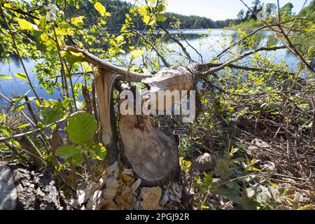 Castor eurasien, castor européen (fibre de Castor), marques de manger d'un castor sur un tronc d'arbre, arbre rongé, Scandinavie Banque D'Images