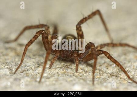 araignée de loup, araignée terrestre (Pardosa lugubris), vue de face, Allemagne Banque D'Images