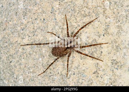 araignée de loup, araignée terrestre (Pardosa lugubris), vue de dessus, Allemagne Banque D'Images