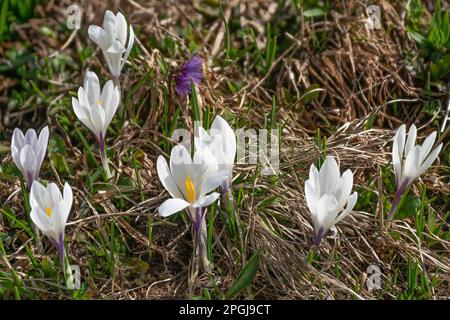 Crocus blanc, crocus de printemps (Crocus vernus ssp. Albiflorus, Crocus albiflorus), en fleurs, Autriche, Tyrol, Hochtanberg Banque D'Images