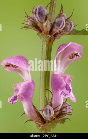 ortie tachetée, ortie tachetée (Lamium maculatum), fleurs, Allemagne, Bavière, région Pfaffenwinkel Banque D'Images