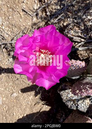 La fleur rose vif d'Opuntia basilaris, le cactus de la beavertail. Banque D'Images