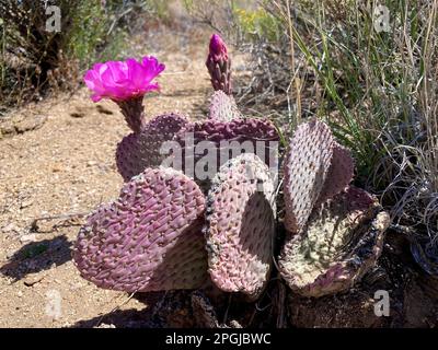 Un gros plan d'Opuntia basilaris, le cactus de la beavertail avec une fleur rose vif. Banque D'Images