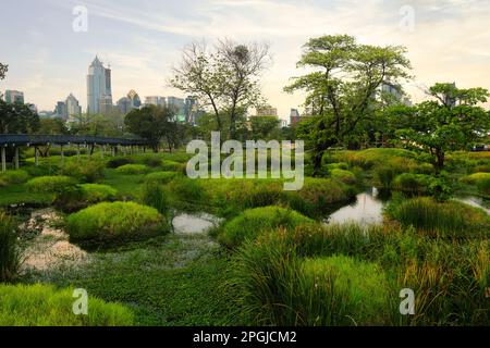 Marais sauvages du grand parc Benchakitti dans le centre moderne de Bangkok. Banque D'Images