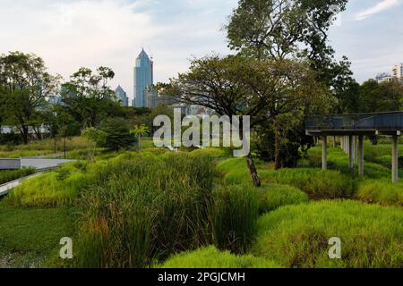 Marais sauvages du grand parc Benchakitti dans le centre moderne de Bangkok. Banque D'Images