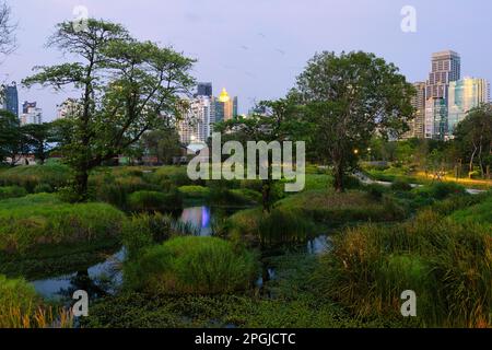 Marais sauvages du grand parc Benchakitti dans le centre moderne de Bangkok. Banque D'Images