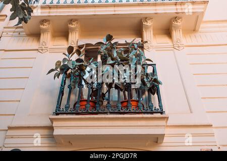 Vieux mur de bâtiment dans les rues de la ville de Valence. Fenêtres et balcons décorés avec des plantes à feuilles persistantes.Espagne. Banque D'Images