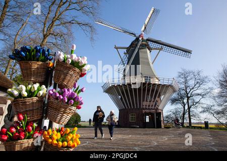 Amsterdam, The, pays-Bas. 23rd mars 2023. L'ouverture annuelle des jardins de Keukenhof a commencé, avec des bulbes du début du printemps incluant des jonquilles, des narcissi, des crocuses, des iris et les premiers tulipes exposés. Bien que son nom signifie « jardin de cuisine », il contient 7 millions de bulbes de printemps dans des jardins formels avec des canaux, un moulin à vent, un lac et une forêt ouverte. Il est ouvert jusqu'au 14 mai 2023. Credit: Anna Watson/Alay Live News Banque D'Images