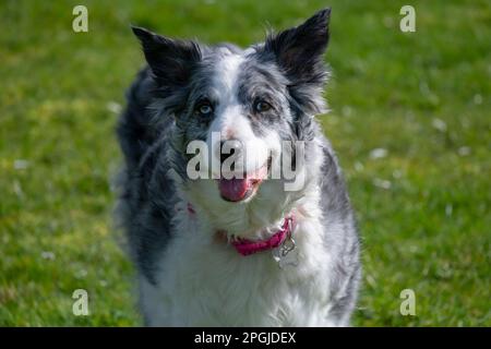 Portrait d'un adulte Blue Merle Border Collie en plein soleil Banque D'Images