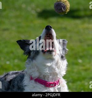 Blue Merle Border Collie cherche à attraper une balle de tennis dans sa bouche Banque D'Images