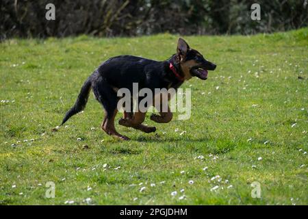 Chien de berger allemand courant rapidement dans le champ de s au soleil de printemps Banque D'Images