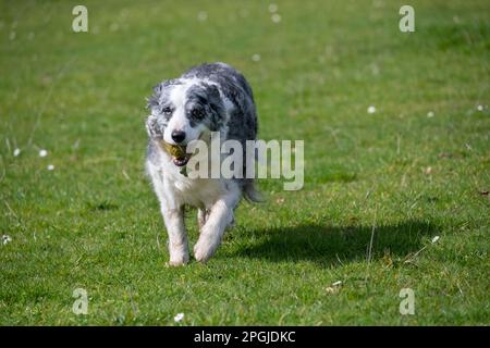 Blue Merle Border Collie courir à l'extérieur avec le ballon dans sa bouche Banque D'Images