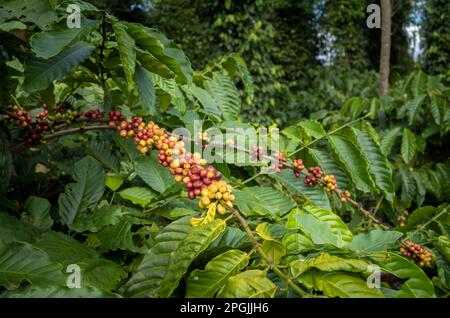 Cerises de café robusta mûrisantes qui poussent sur des branches sur un arbre à café à côté des arbres à poivre à Hoa Dong dans les Highlands centraux du Vietnam. Banque D'Images