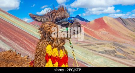 Funny Alpaca, Lama pacos, près de la montagne Vinicunca, destination célèbre dans les Andes, Pérou Banque D'Images