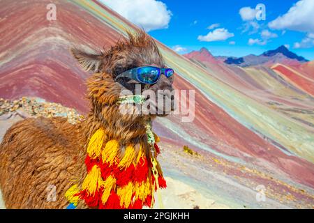 Funny Alpaca, Lama pacos, près de la montagne Vinicunca, destination célèbre dans les Andes, Pérou Banque D'Images