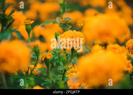 Marigold américain, belle dans la nature est une fleur populaire planté pour couper des fleurs à la vente Banque D'Images