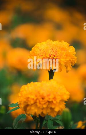 Marigold américain, belle dans la nature est une fleur populaire planté pour couper des fleurs à la vente Banque D'Images