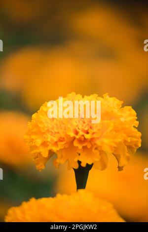 Marigold américain, belle dans la nature est une fleur populaire planté pour couper des fleurs à la vente Banque D'Images