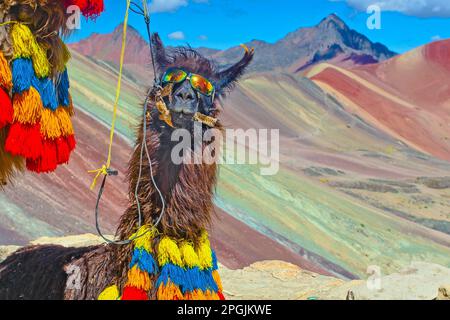 Funny Alpaca, Lama pacos, près de la montagne Vinicunca, destination célèbre dans les Andes, Pérou Banque D'Images