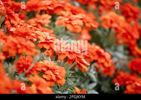 Marigold américain, belle dans la nature est une fleur populaire planté pour couper des fleurs à la vente Banque D'Images