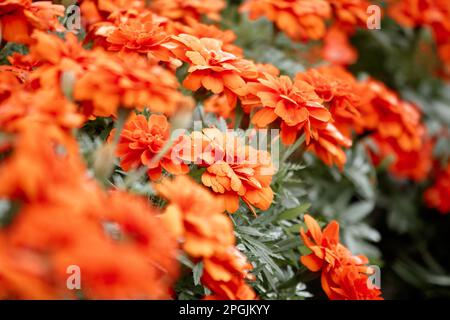 Marigold américain, belle dans la nature est une fleur populaire planté pour couper des fleurs à la vente Banque D'Images