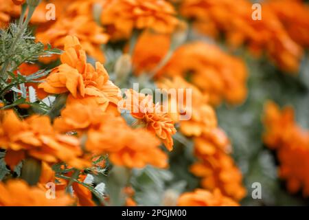 Marigold américain, belle dans la nature est une fleur populaire planté pour couper des fleurs à la vente Banque D'Images