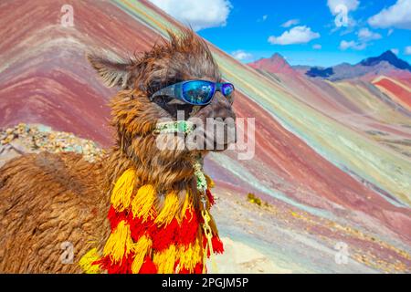 Funny Alpaca, Lama pacos, près de la montagne Vinicunca, destination célèbre dans les Andes, Pérou Banque D'Images