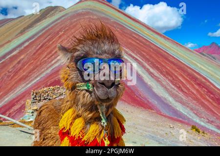 Funny Alpaca, Lama pacos, près de la montagne Vinicunca, destination célèbre dans les Andes, Pérou Banque D'Images