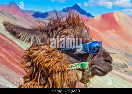 Funny Alpaca, Lama pacos, près de la montagne Vinicunca, destination célèbre dans les Andes, Pérou Banque D'Images