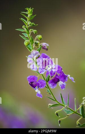 La petite fleur de tortue est une belle fleur. Disponible en violet et blanc Banque D'Images