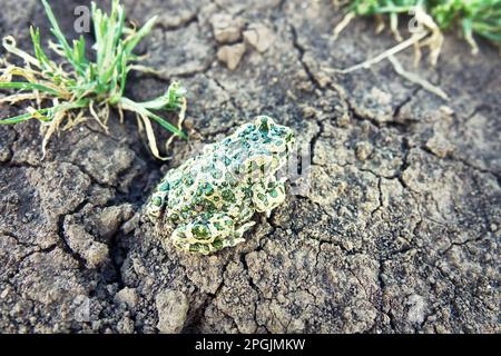 Un jeune crapaud vert européen (crapaud variable, Bufo viridis) sur terre sèche. Coloration assimilable (pas dans ce cas) et sécrétions toxiques sur la peau. Op Banque D'Images