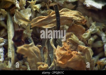 Répertoire d'herbes (plantes vulneraires sèches), mélange officinal pour tisane. Daisy de pharmacie (Matricaria chamomilla) parties séchées (extrême gros plan) comme moyenne Banque D'Images