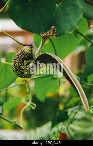 Aristolochia ringens sont des lierre en forme de coeur avec de petites oreilles simples. Pétales incurvés reliés entre eux pour former un motif violet-rouge. Banque D'Images