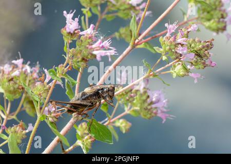 Le cricket commun du Bush ( Pholidoptera griseoaptera ) sur une plante Banque D'Images