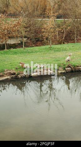 L'oie égyptienne (Alopochen aegyptiaca) avec 12 oisons en Allemagne Banque D'Images