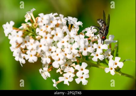 Photo macro d'une mouche (Calliphoridae) perchée sur la fleur d'une tordeuse blanche. Banque D'Images