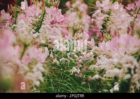 CLEOME SPINOSA LINN est une autre belle fleur. Croissance rapide et donc planté Banque D'Images