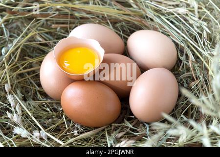 Oeufs de poulet, la moitié de l'oeuf cassé avec du jaune cru sur le nid de foin. Produits naturels de ménage de village. Gros plan. Banque D'Images