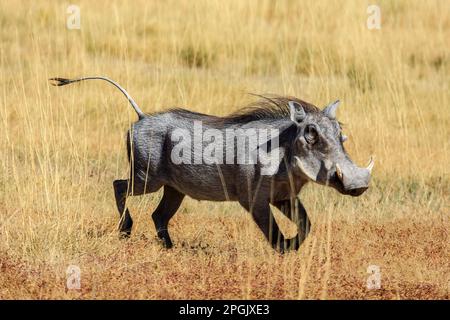 Un Warthog dans la savane de Namibie Banque D'Images
