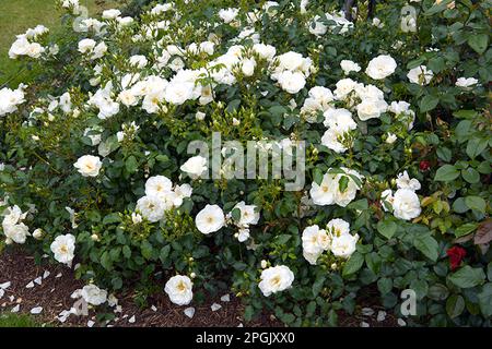 Rosa Flower Carpet White ('Noaschnee') Banque D'Images