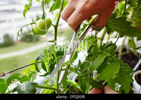 Les mains des hommes élagage des sucer (pousses latérales) des plants de tomate avec des ciseaux. Agriculteur homme jardinage dans la serre à la maison Banque D'Images