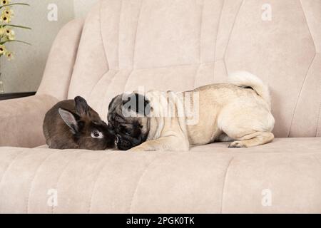 La relation entre un pug et un lapin, l'amitié et l'amour des animaux de compagnie. Banque D'Images