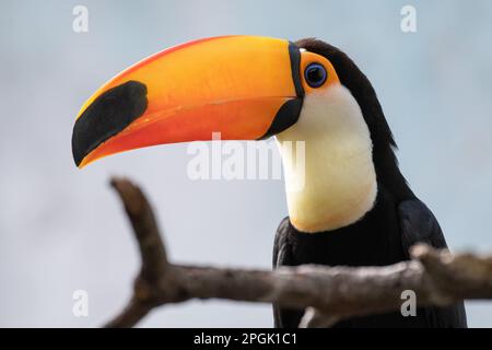 Un toucan toco (Ramphastos toco), également connu sous le nom de toucan commun ou toucan géant, photographié dans son enceinte au zoo de Faunia. C'est la plus grande espèce i Banque D'Images