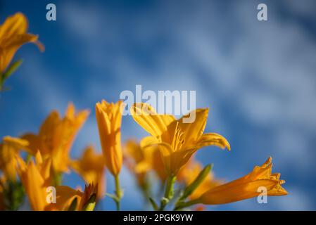 Fleurs orange-jaune principalement floues sur fond bleu ciel. Jaune clair Banque D'Images